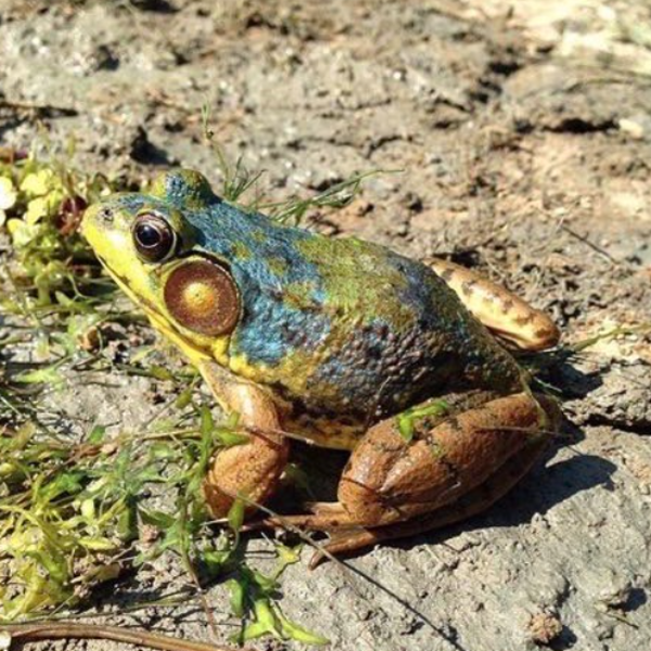 frogs